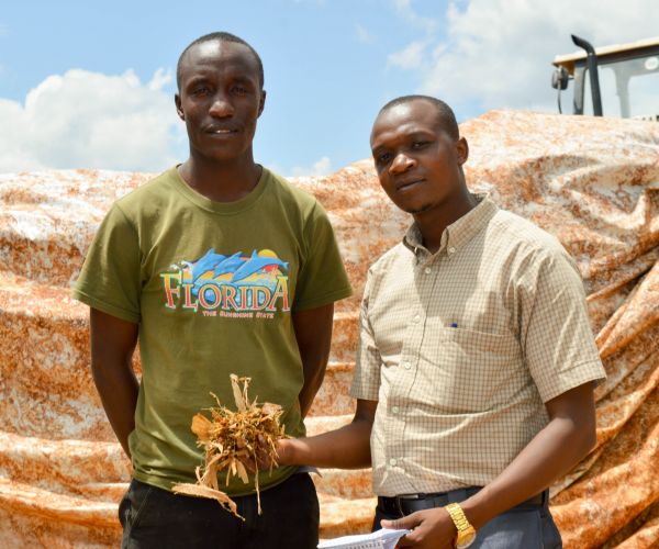 Call to dairy farmers: It makes sense feeding maize to dairy cows