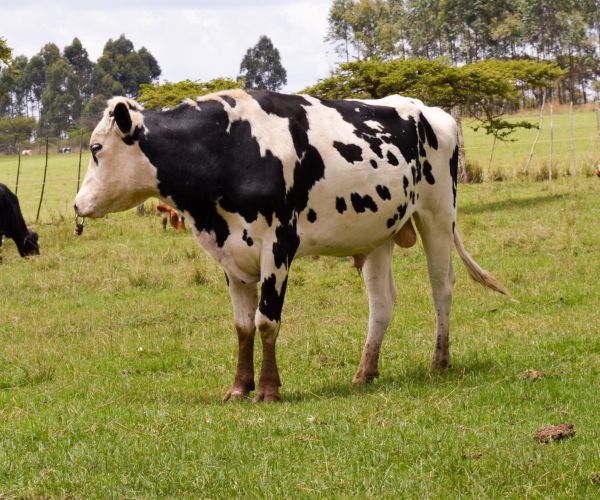 Dairy farming facts: What is sexed semen?
