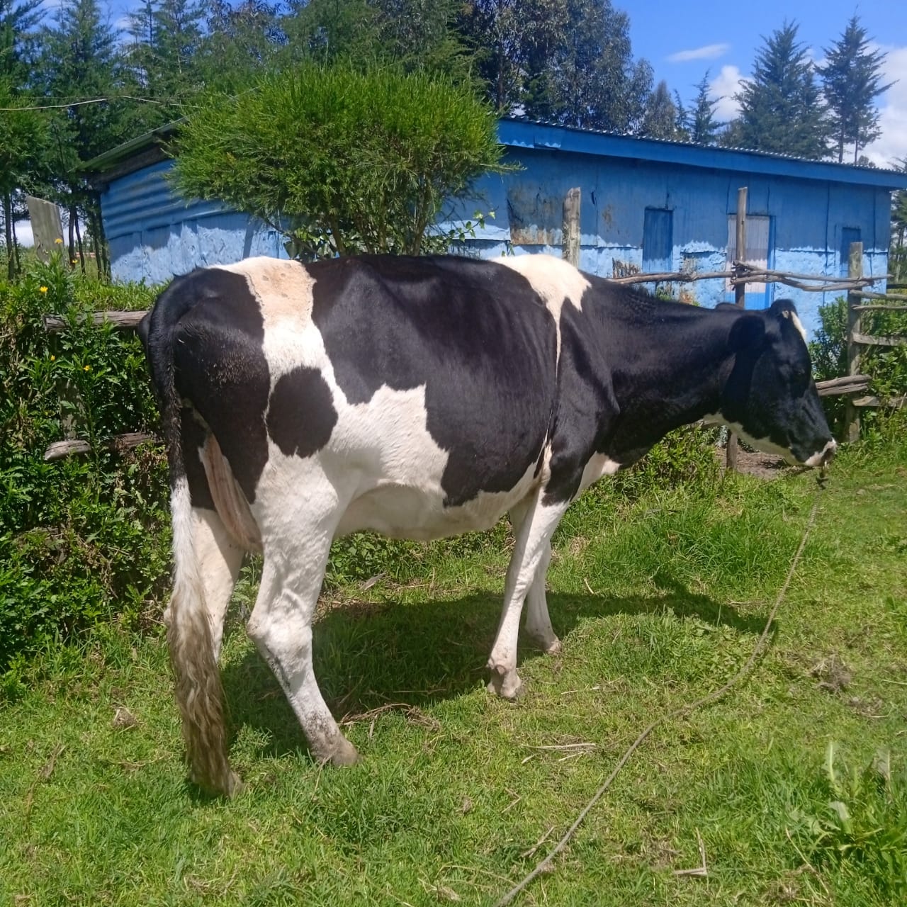 7 Month Incalf Heifer