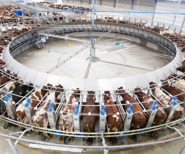 Dairy Farming Fact: What is a rotary milking parlor?